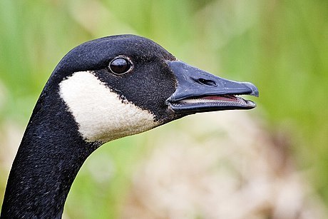 Canada goose profile showing an eye on the side of its head